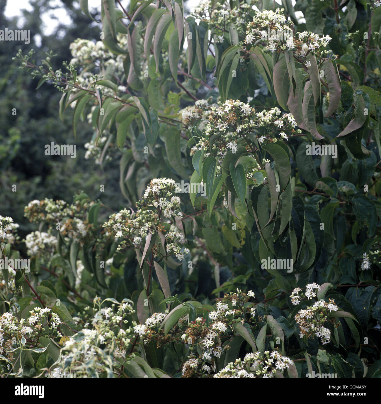 Heptacodium miconioides (Syn. H. jasminoides) floraison en octobre Banque D'Images