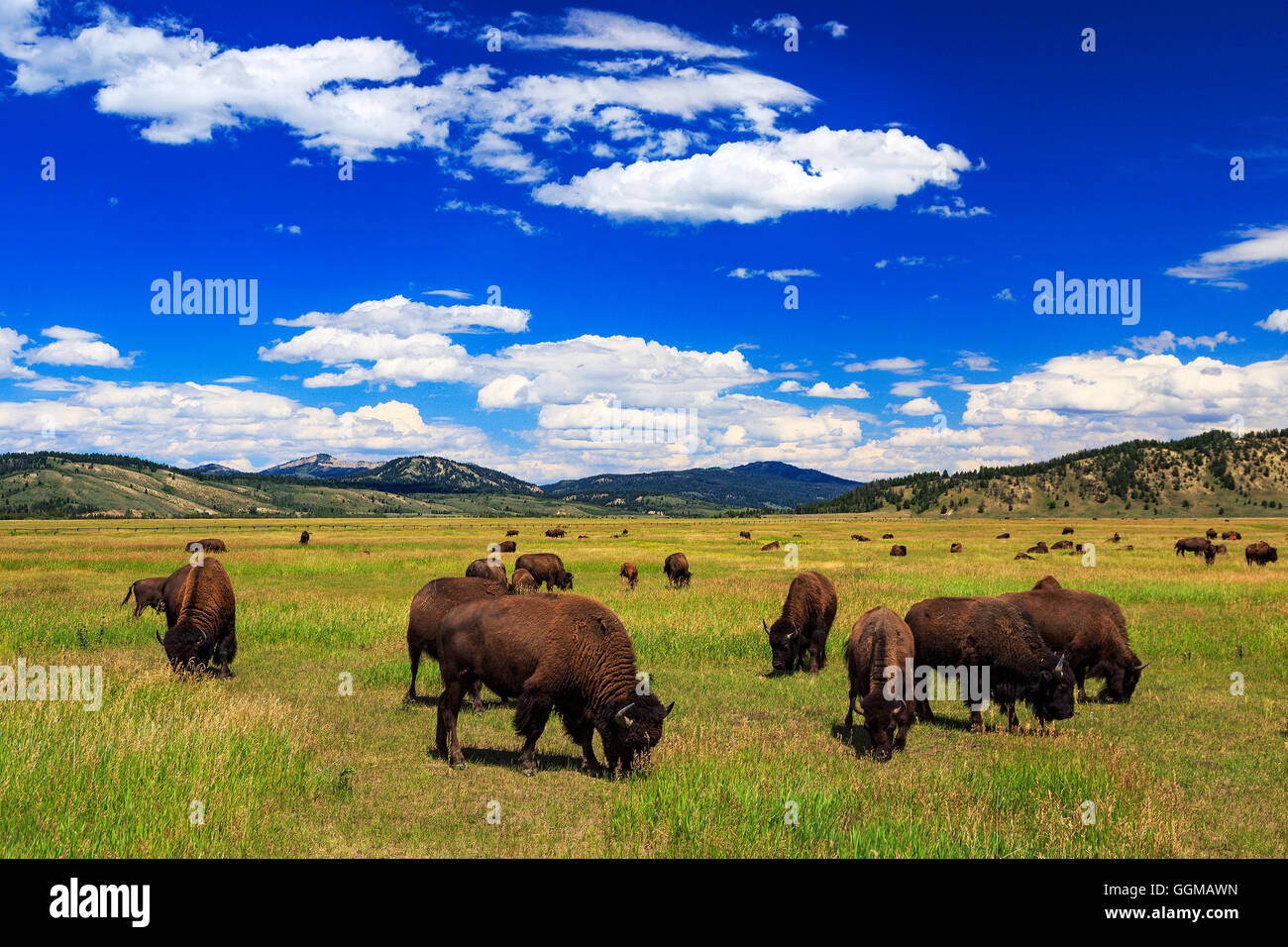 Un troupeau de bisons qui broutent près de Moran Junction de Grand Teton National Park Wyoming USA Banque D'Images