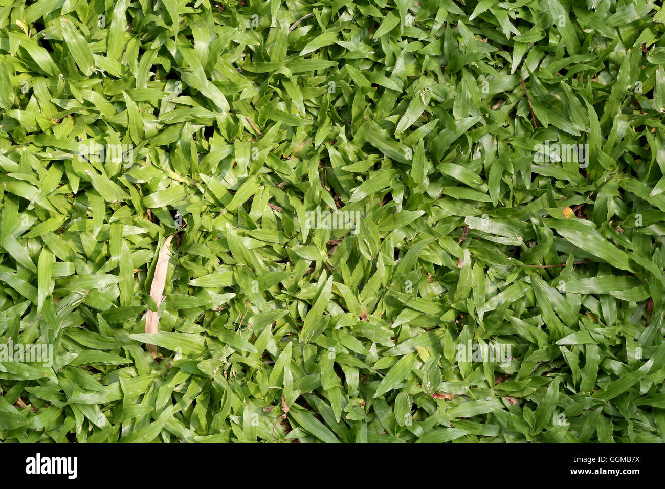 Champ d'herbe verte et de perspective pour copier l'espace pour des fins multiples et design nature background. Banque D'Images