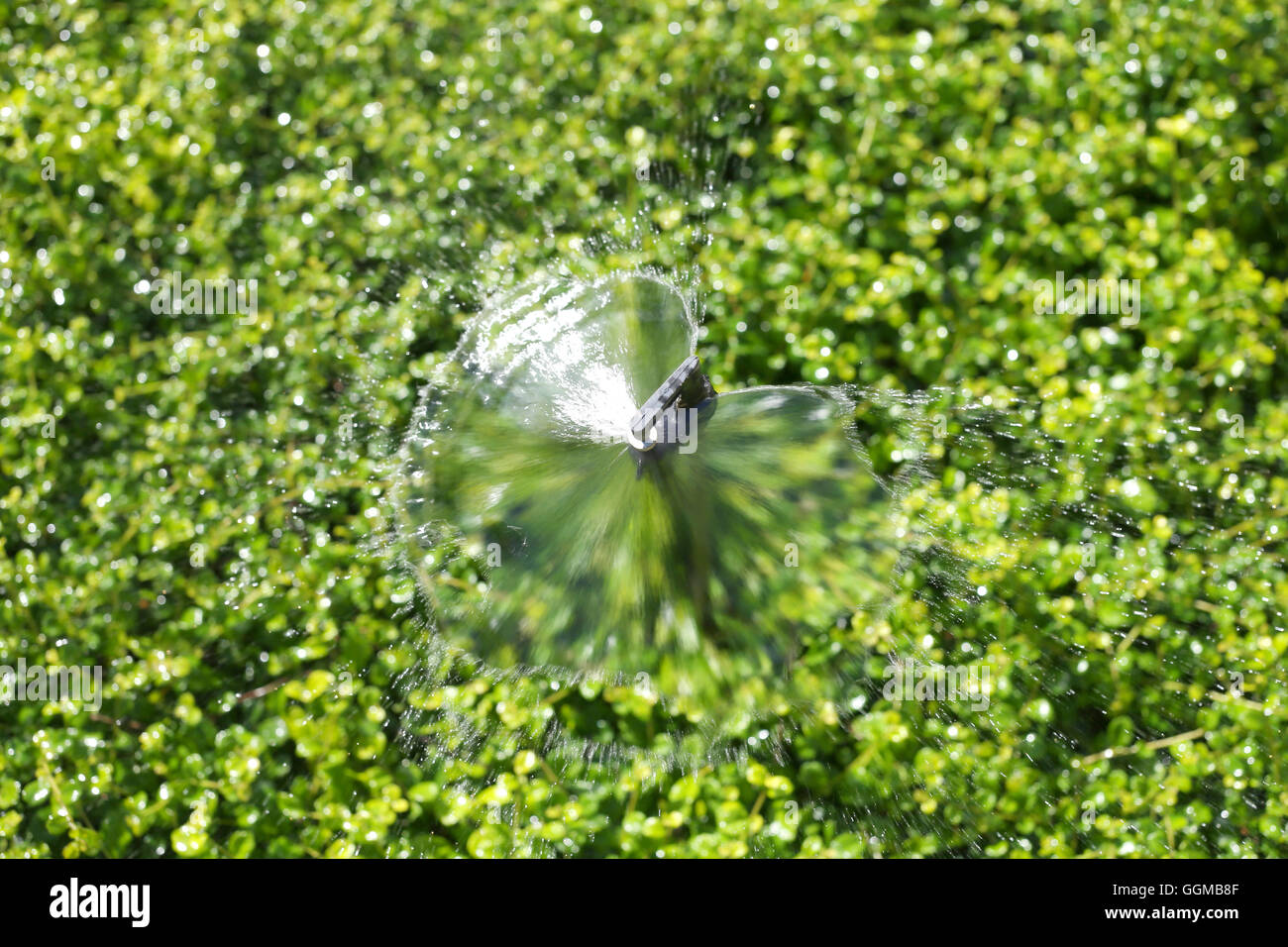 Springer est l'exécution de l'eau aux plantes ornementales arbre vert, dans le parc, pour la nature. Banque D'Images