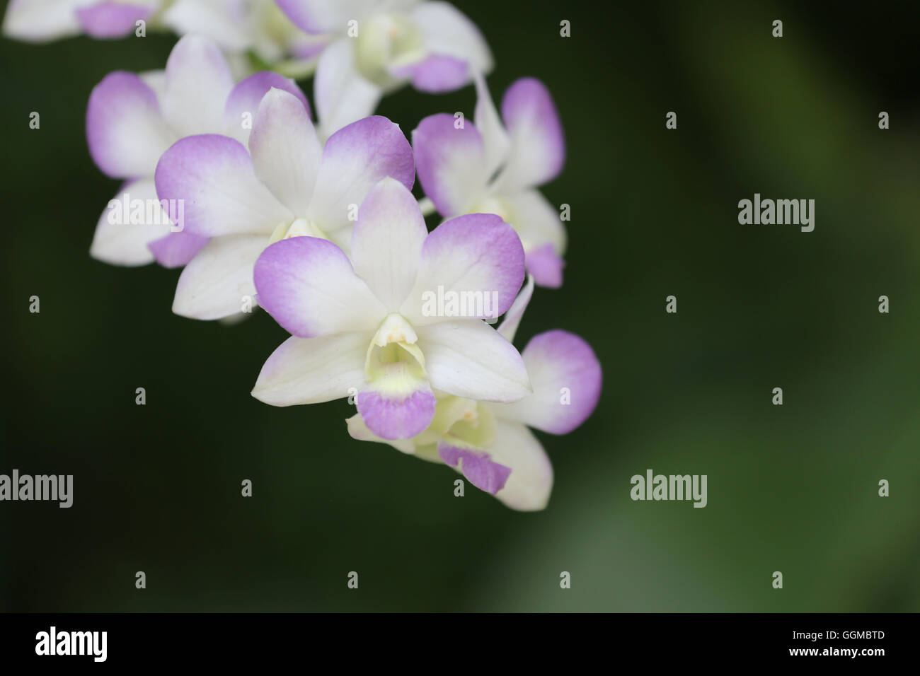 White d'orchidées sauvages dans le jardin. Banque D'Images