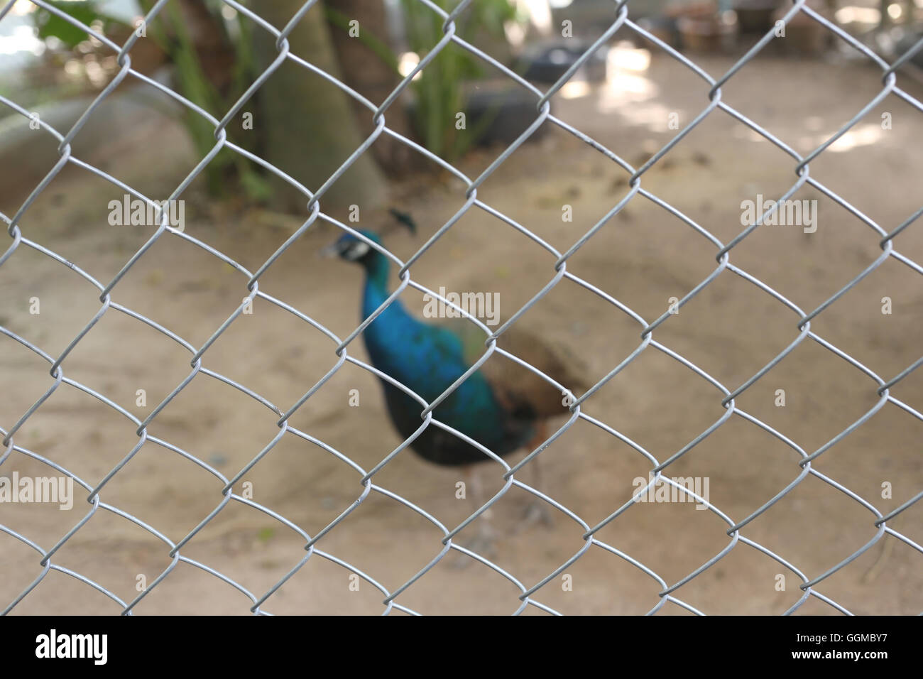 Peacock de conserver l'oiseau sont pris au piège dans une cage concept de la capture d'animaux sauvages. Banque D'Images