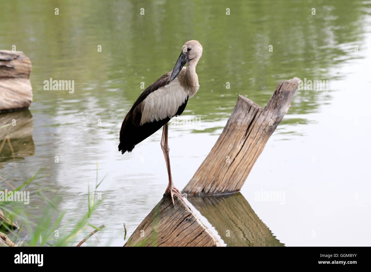 Les pélicans ou aigrette debout sur le bois d'un parc public et la recherche de la nourriture. Banque D'Images