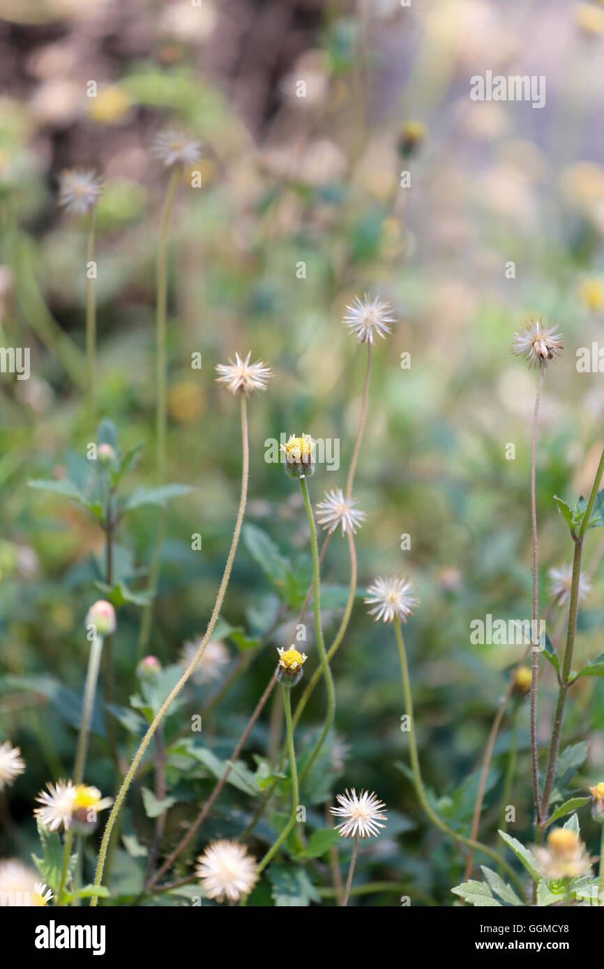 L'herbe tropiques fleur dans la prairie sur le doux accent de caractère abstrait arrière-plan. Banque D'Images