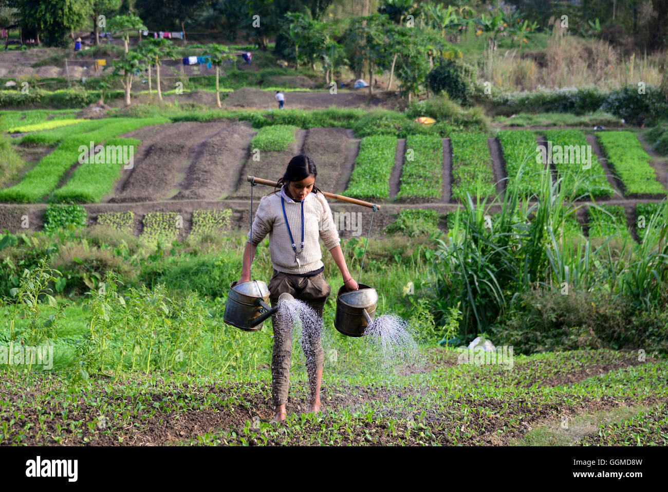 Femme l'arrosage des plantes dans un champ près de Luang Prabang, Laos, Asie Banque D'Images