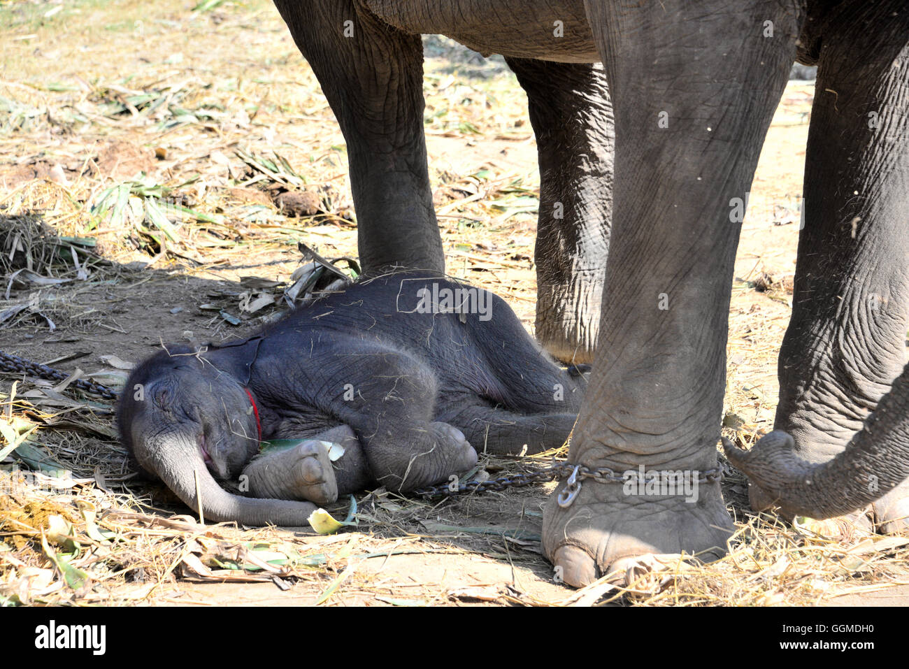 Thaïlande : Un bébé éléphant reçoit une prothèse sur mesure après