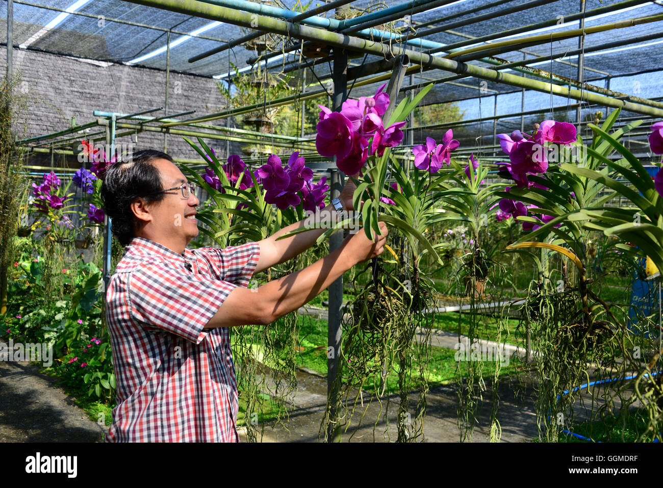 Ferme d'orchidées à Mae Sa Velley près de Chiang Mai, Thaïlande, North-Thailand Banque D'Images