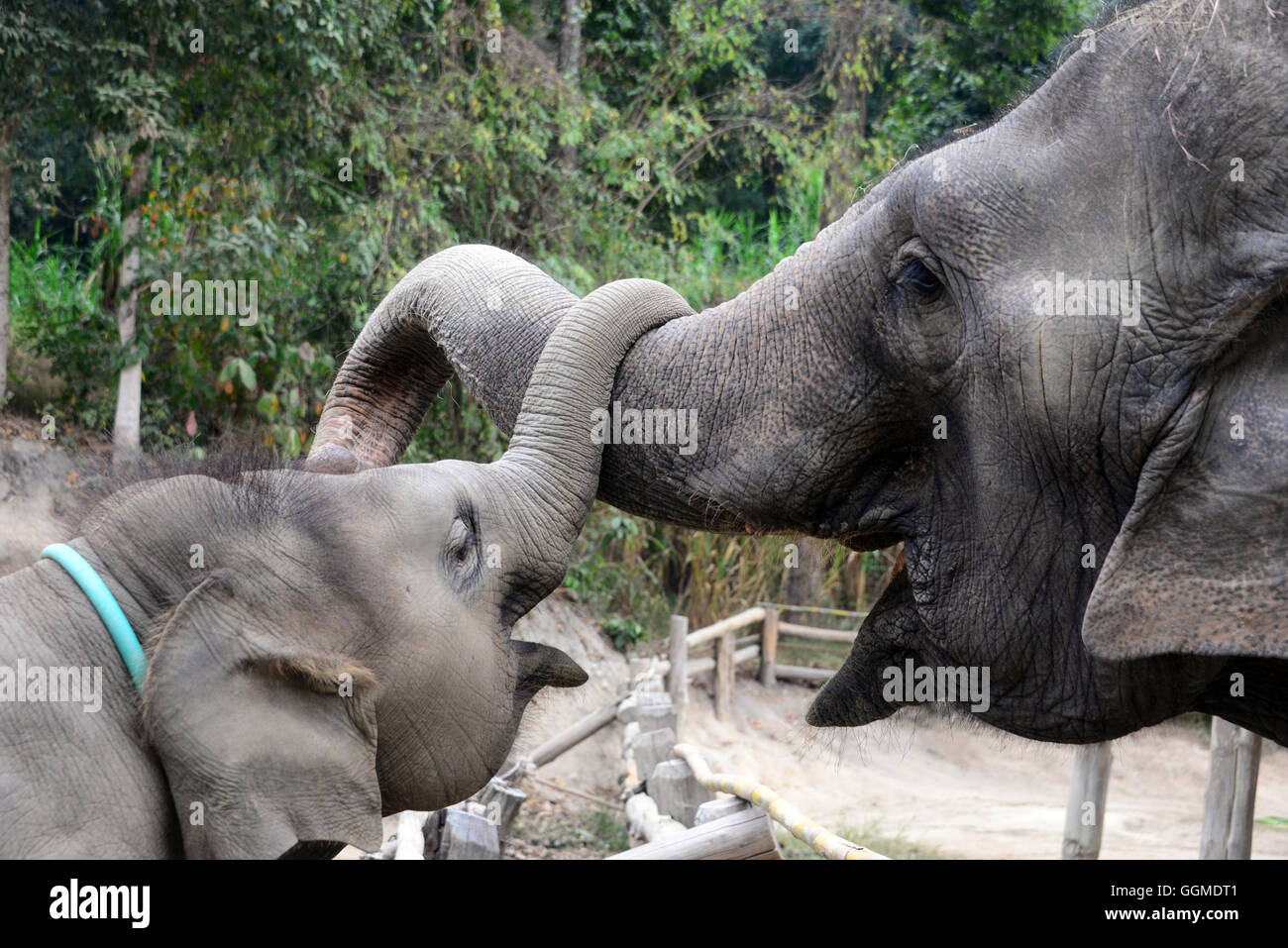 Thai Elephant Conservation Centre bei, Nord-Thailand Lampang, Thaïlande Banque D'Images