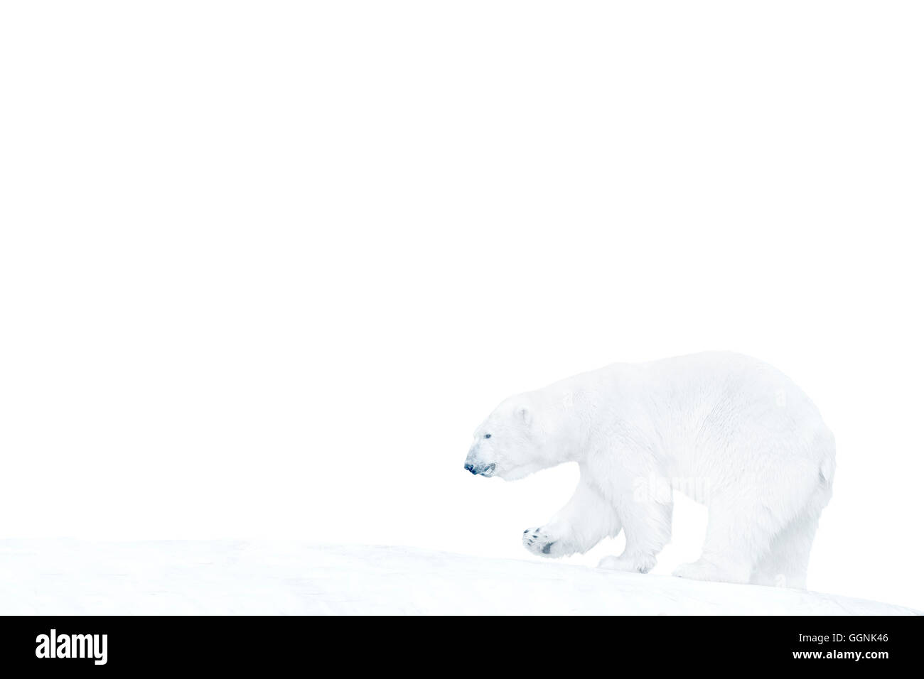 La marche de l'ours polaire sur la glace Banque D'Images