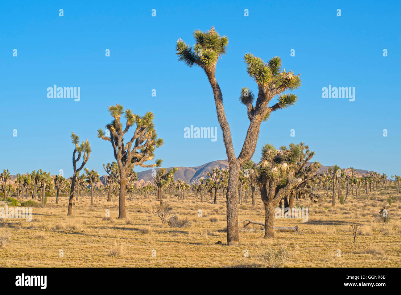 Joshua trees en désert de Mojave, Californie, Etats-Unis, Banque D'Images