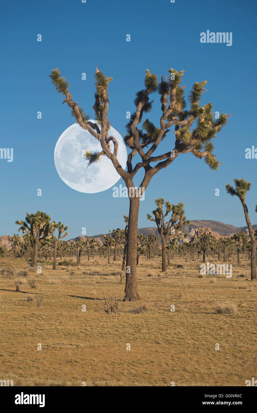 Pleine lune au-dessus du désert de Mojave dans Joshua trees, California, United States, Banque D'Images