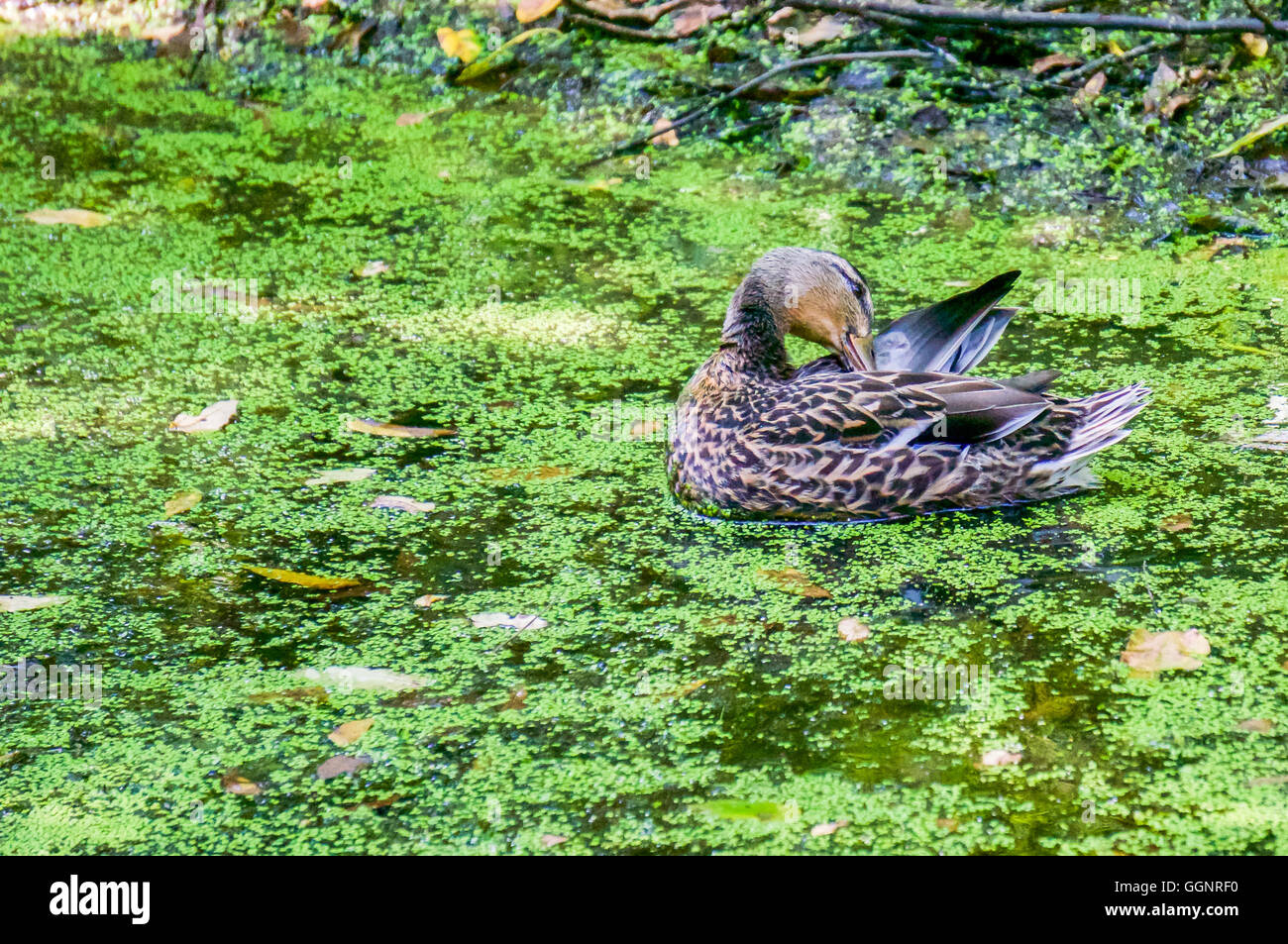 Canard colvert nettoyer ses ailes Photo par : Michael Seip Photography Banque D'Images