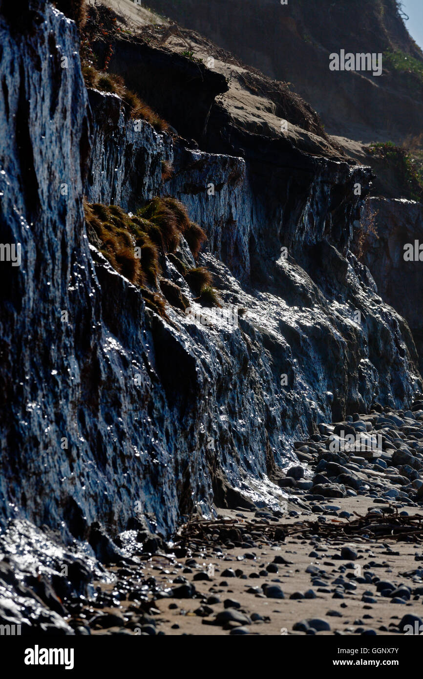 Un ressort s'infiltre sur la plage à ANO NUEVO STATE PARK - Californie Banque D'Images