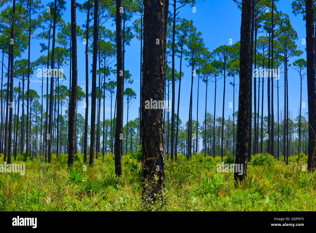 Pins à encens sont cultivées comme une récolte commerciale - Nord, Floride Banque D'Images
