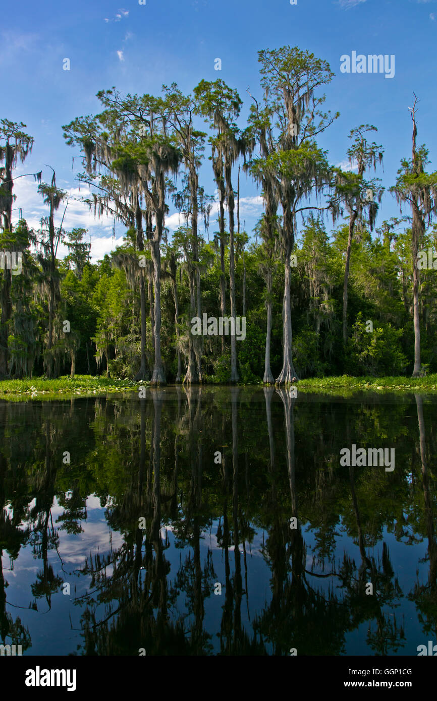 Le Marécage OKEFENOKEE National Wildlife Refuge peut se visiter en bateau sur la rivière Suwannee et ses ramifications - Floride Banque D'Images