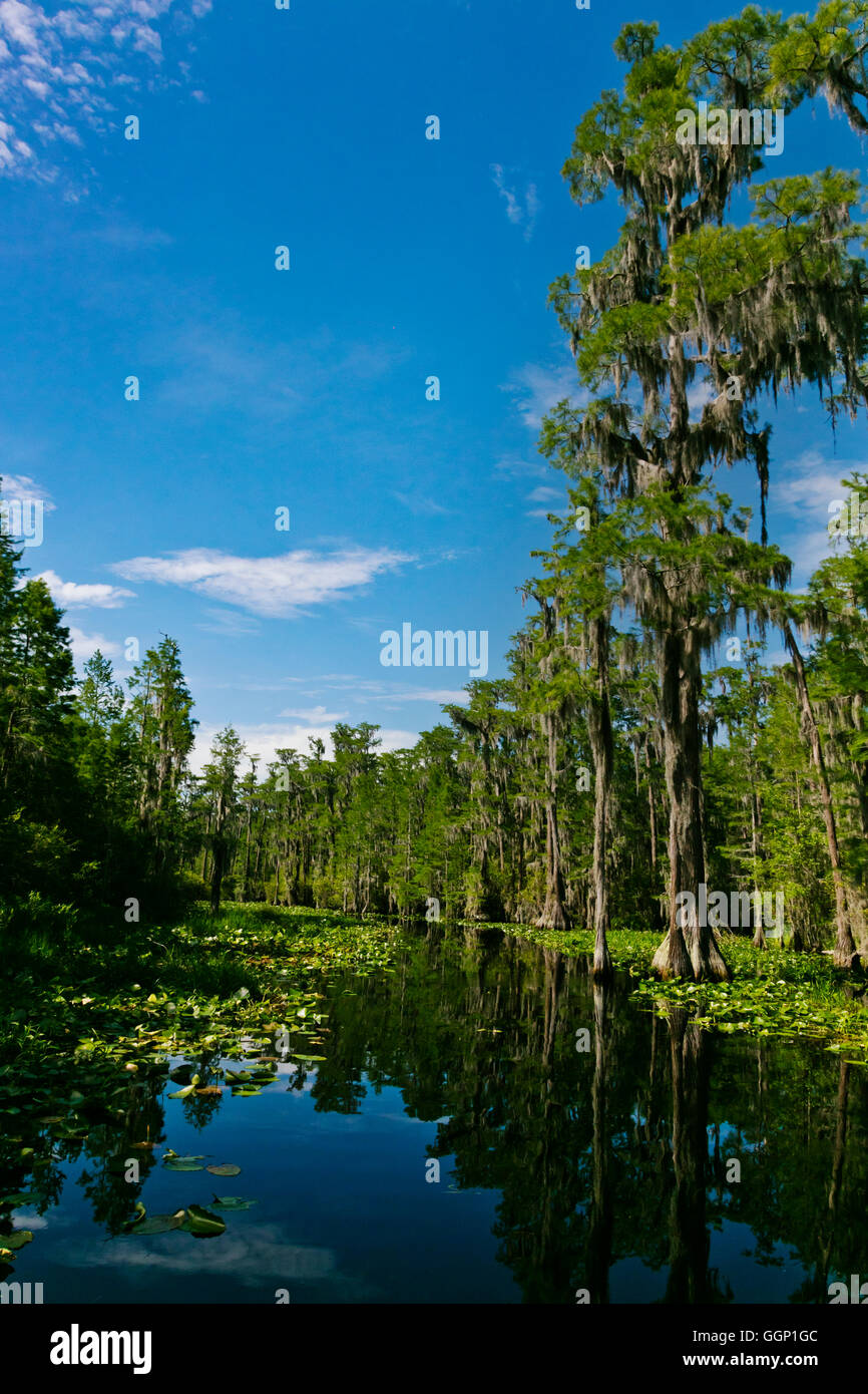 Le Marécage OKEFENOKEE National Wildlife Refuge peut se visiter en bateau sur la rivière Suwannee et ses ramifications - Floride Banque D'Images