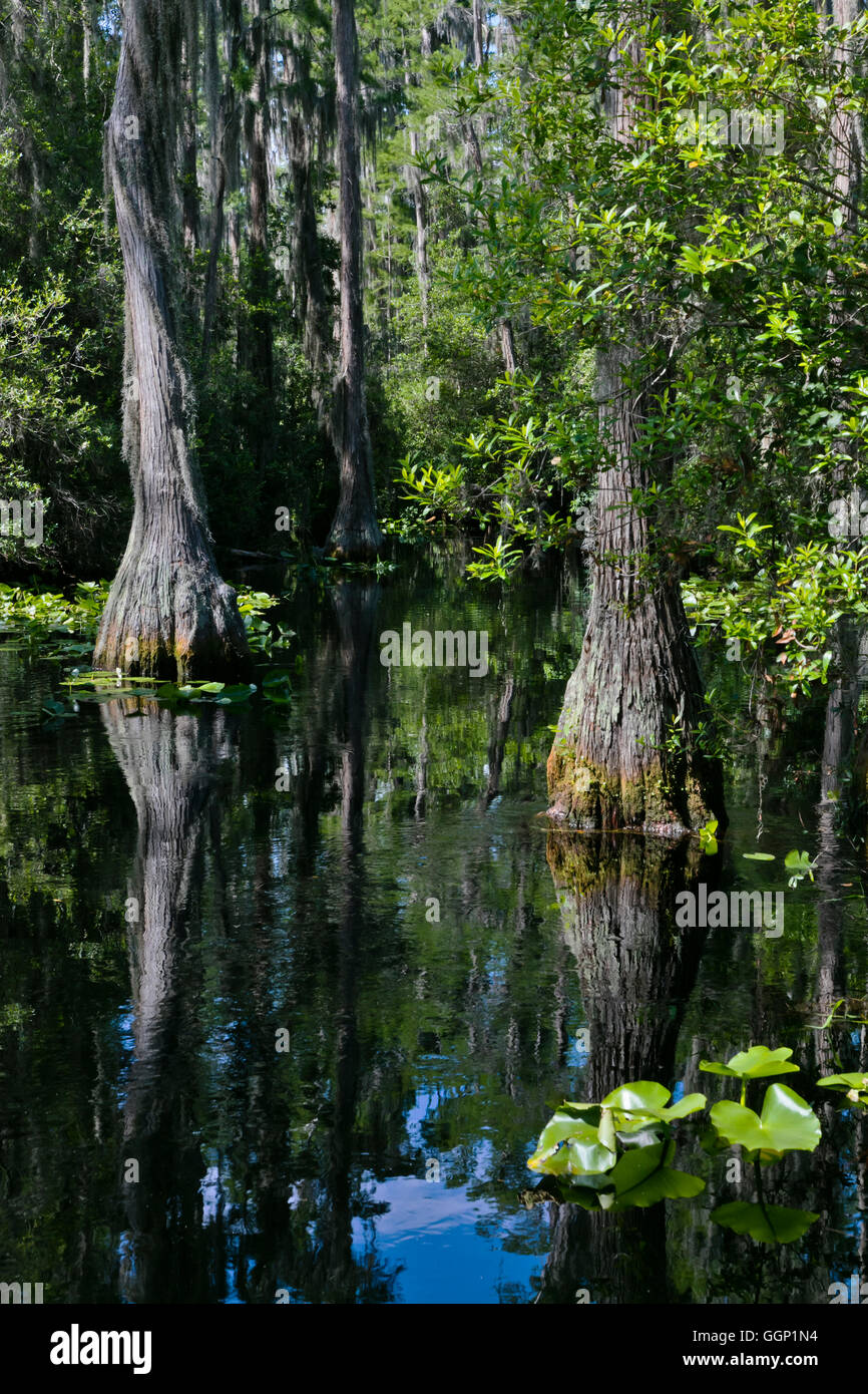 Le Marécage OKEFENOKEE National Wildlife Refuge peut se visiter en bateau sur la rivière Suwannee et ses ramifications - Floride Banque D'Images