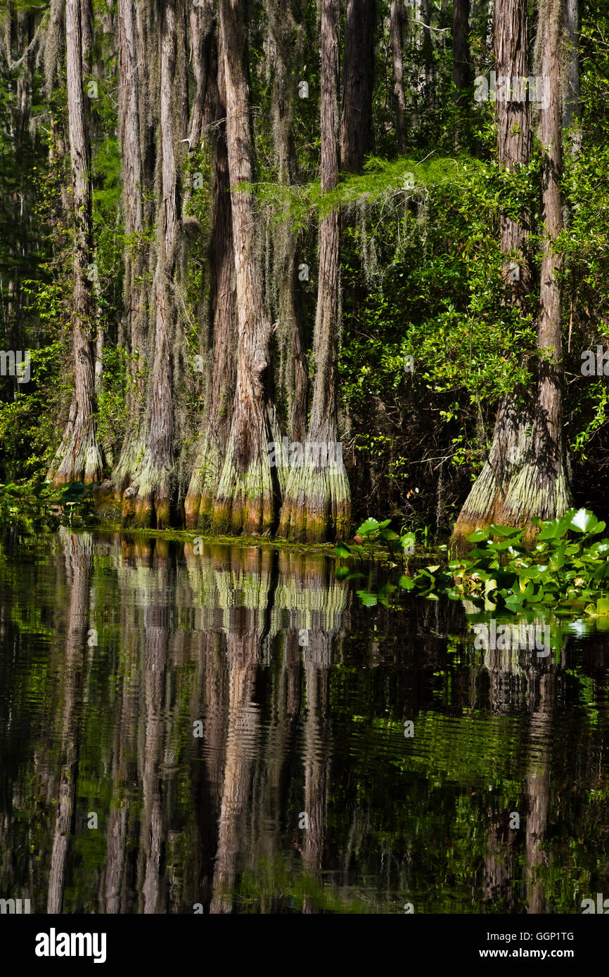 Le cyprès chauve des arbres dans le marécage OKEFENOKEE National Wildlife Refuge le long de la rivière Suwannee - Floride Banque D'Images