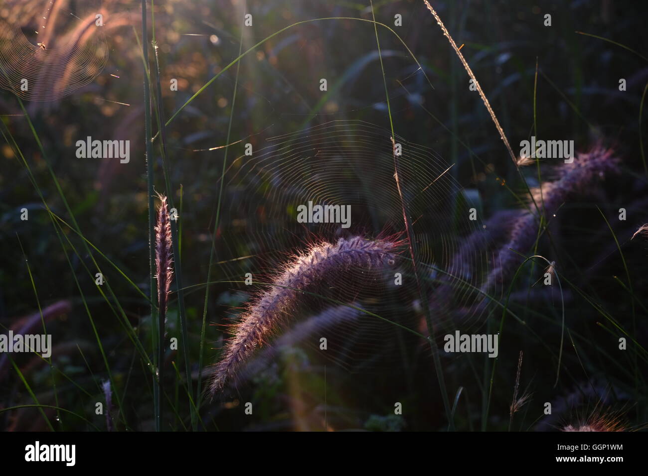 Fond de fleurs herbe/gazon avec coucher du soleil la lumière. Banque D'Images