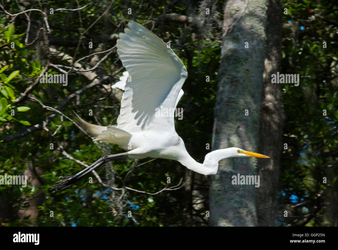 Grande Aigrette dans les marais OKEFENOKEE National Wildlife Refuge - Floride Banque D'Images