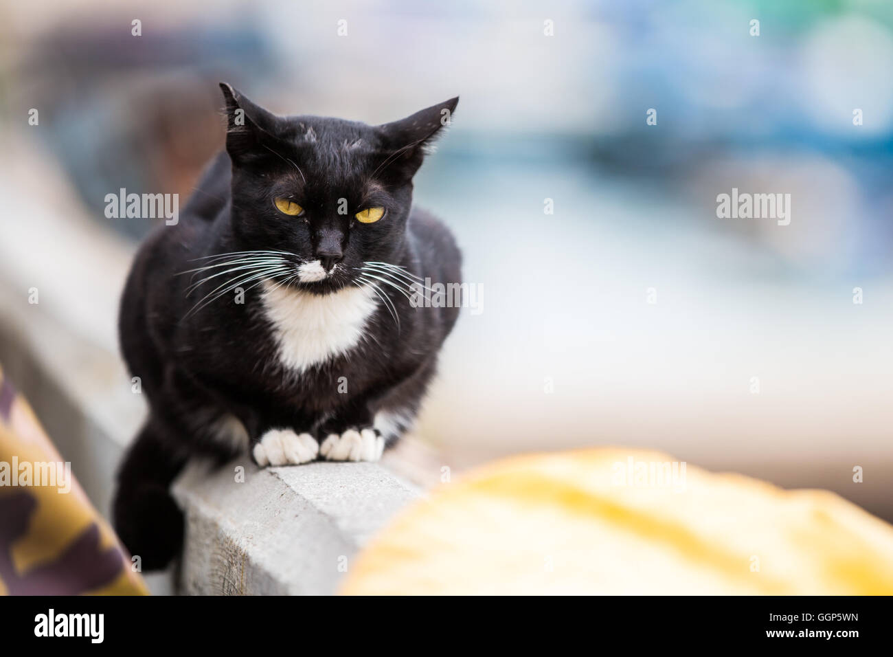 Les yeux d'or black cat Banque D'Images