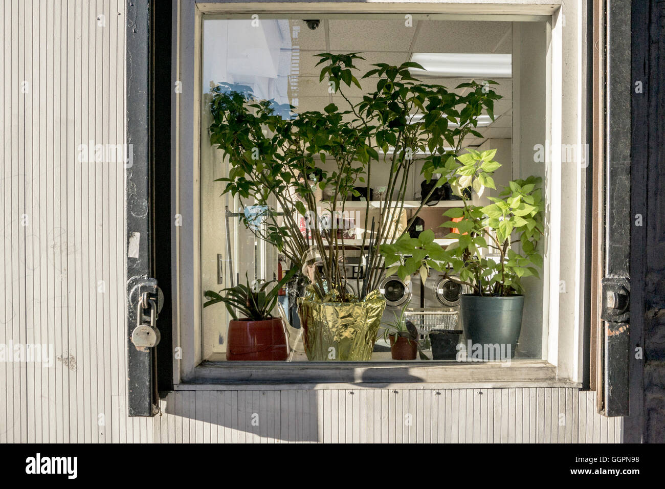 Fenêtre d'angle sud de la laverie automatique sur la 10e avenue avec les végétaux vivants bien entretenus et les paquets de lessive à l'intérieur Banque D'Images