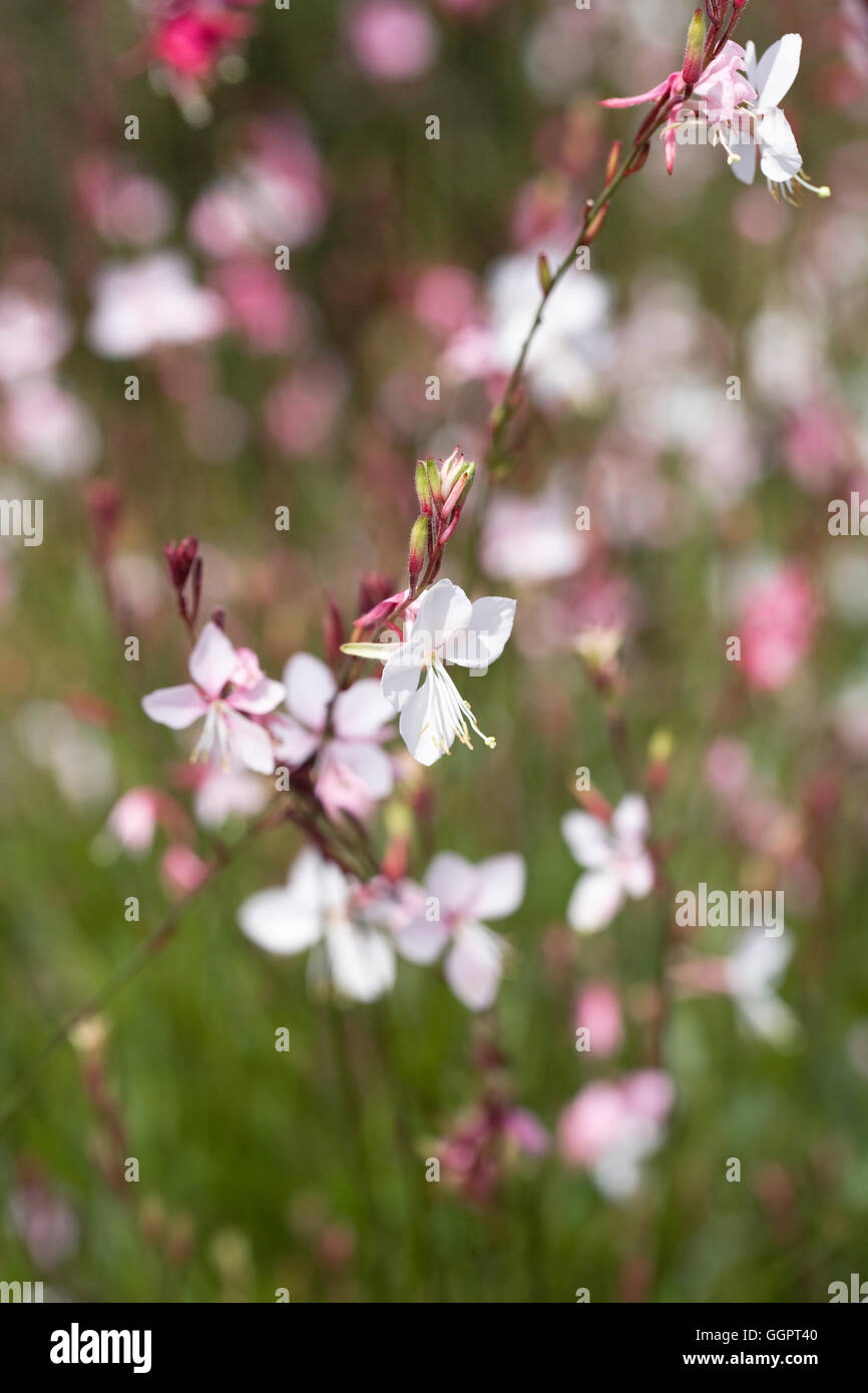 Gaura lindheimeri 'Siskiyou Pink' fleurs. Banque D'Images