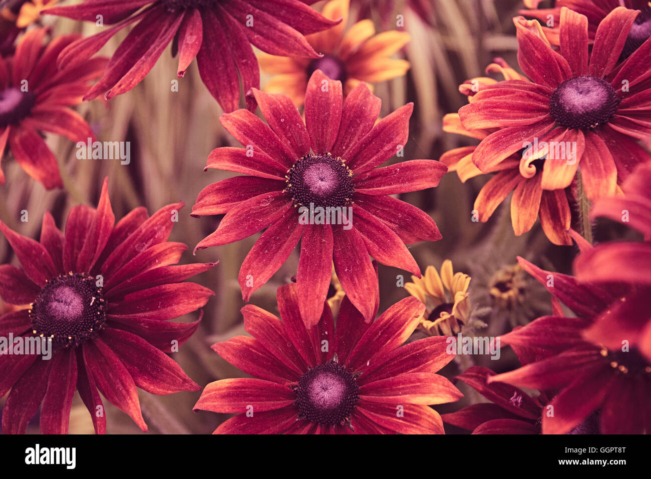 Summerina Rudbeckia fleurs pétales brun à Hampton Court Flower Show afficher à Surrey Banque D'Images