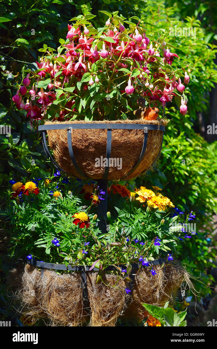 Fleurs en paniers de paille à plusieurs niveaux dans un jardin anglais à New Haw, Surrey Banque D'Images Fleurs en paniers de paille à plusieurs niveaux dans un jardin anglais à New Haw, Surrey Banque D'Images