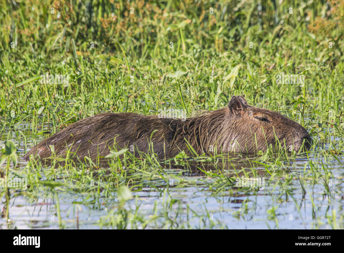 Le capybara est le plus gros rongeur du monde. Banque D'Images