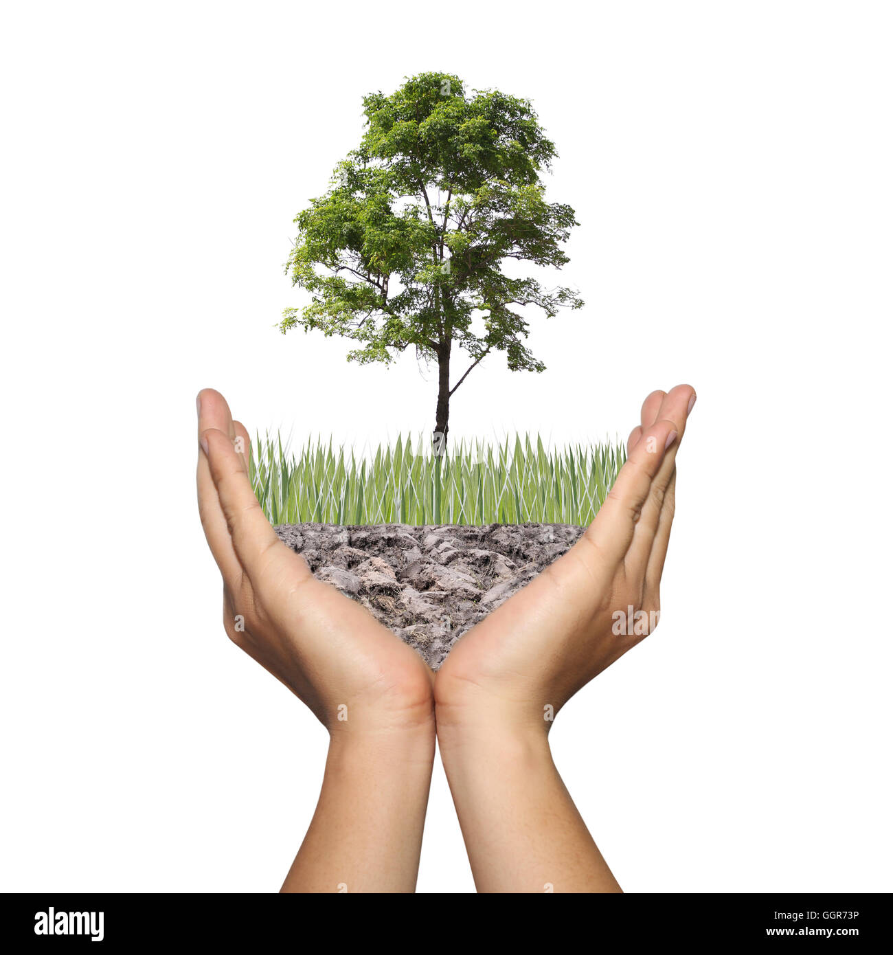 Un arbre sur un terrain dans les mains des hommes,montage photographique montrant dans le concept du réchauffement climatique et la conservation de la nature de la forêt,belle wor Banque D'Images