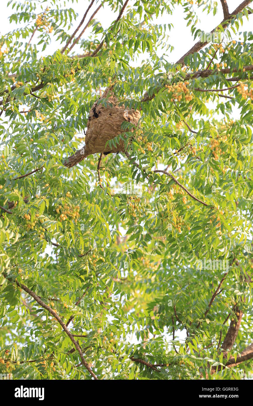 Nid de guêpes les insectes toxiques sur l'arbre dans le jardin. Banque D'Images