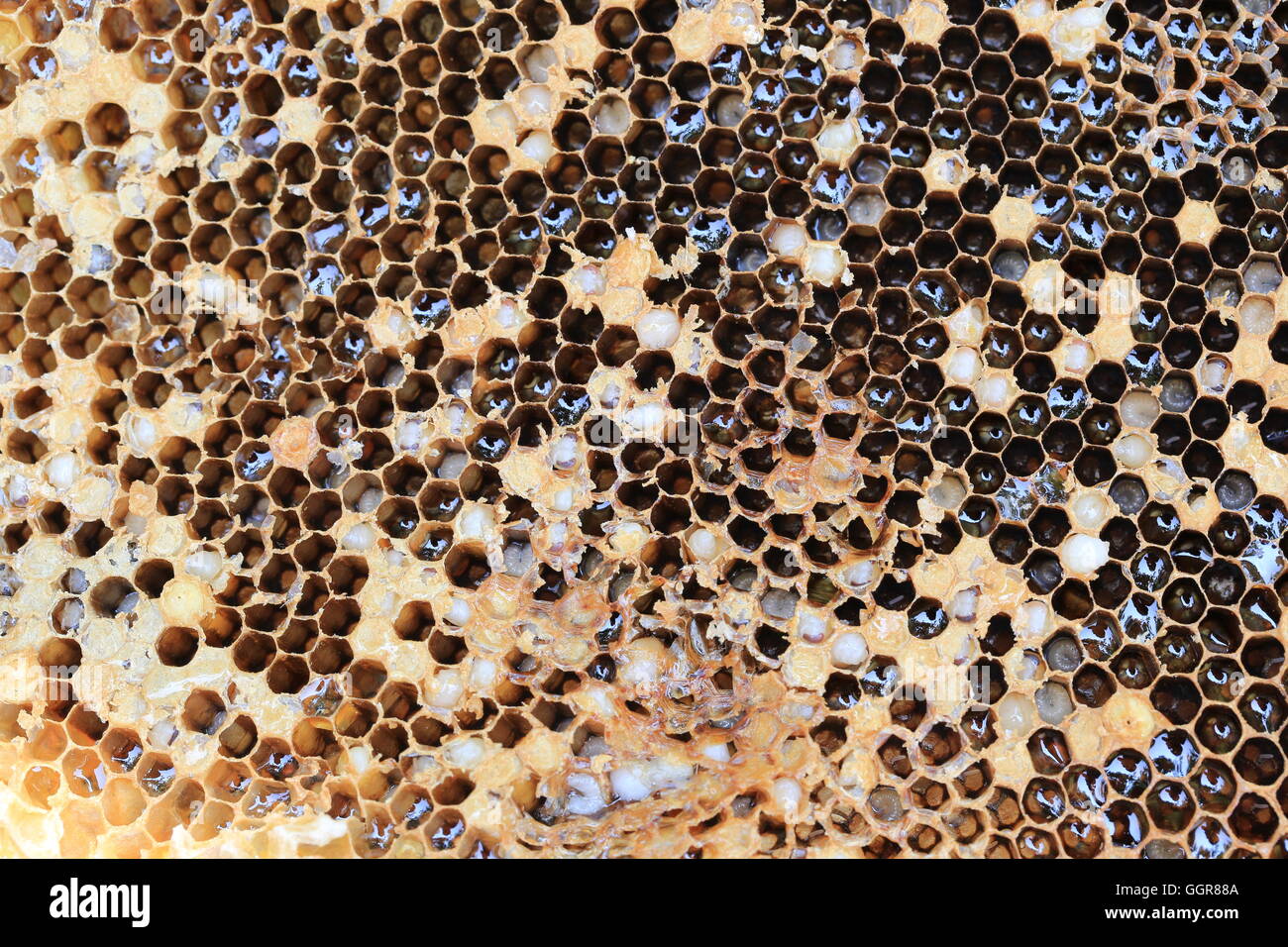 Close-up et en nid d'abeille ont pour concevoir la nature de fond de l'alimentation. Banque D'Images