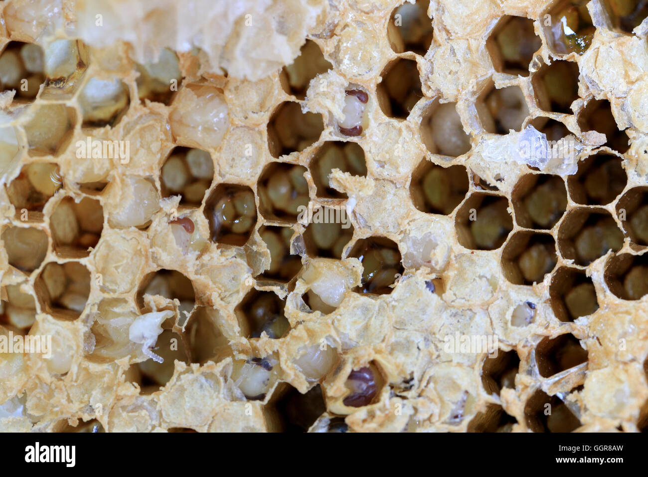 Close-up et en nid d'abeille ont pour concevoir la nature de fond de l'alimentation. Banque D'Images