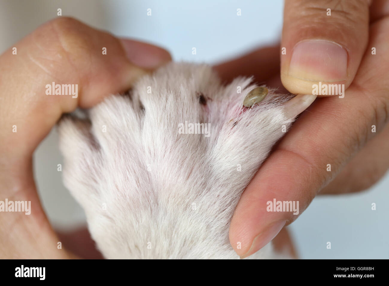 Grande tiques sur un chien dans le nettoyage,insectes vecteurs de maladies chez les animaux. Banque D'Images