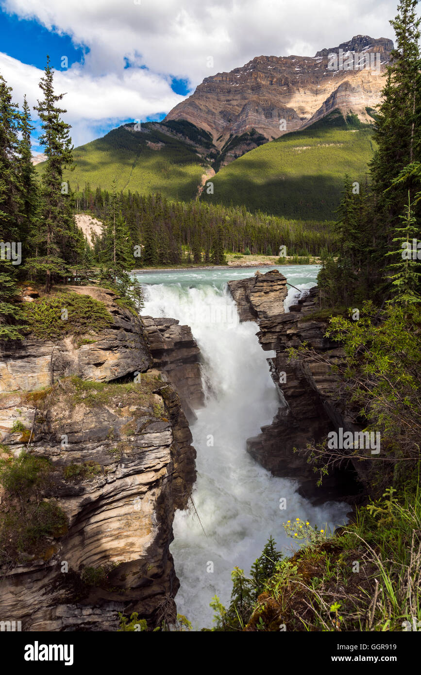 Les chutes Athabasca, Jasper National Park, Alberta, Canada Banque D'Images