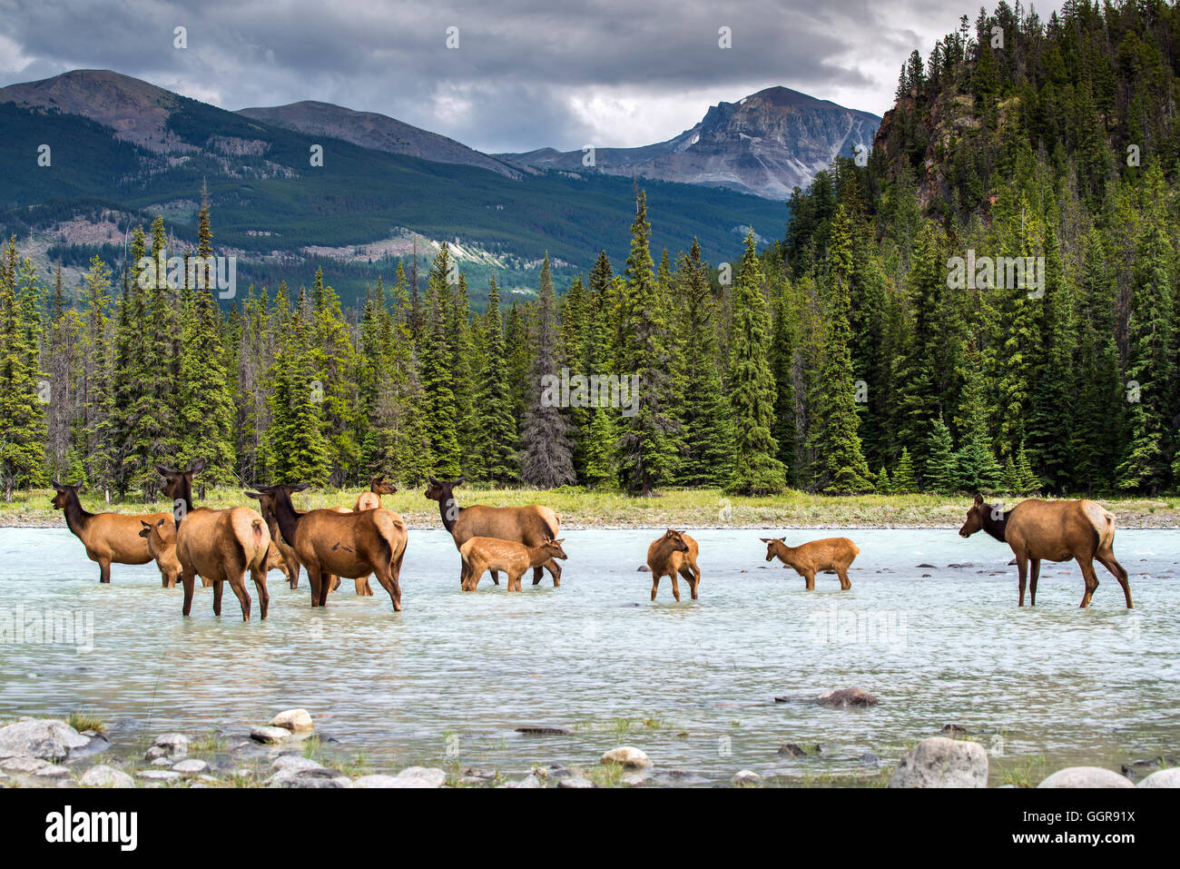 Les wapitis femelles ou Cervus canadensis, Jasper National Park, Alberta, Canada Banque D'Images