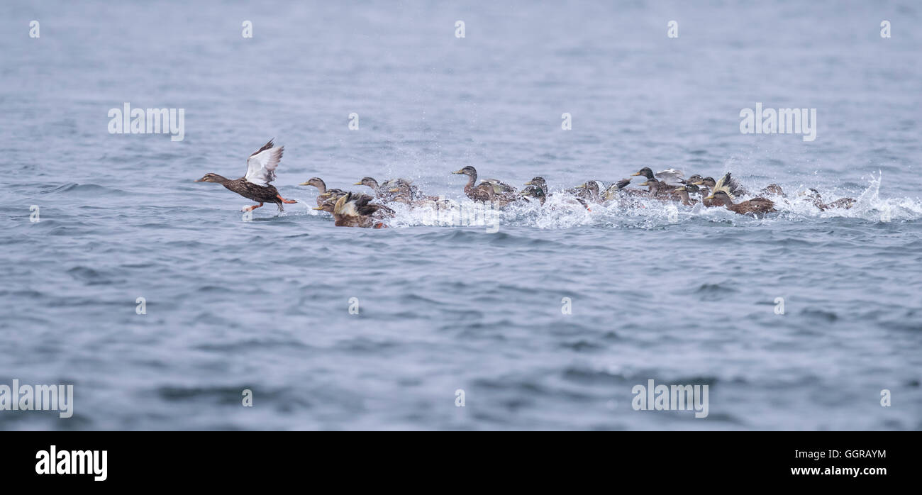 Vue inhabituelle d'un 'brouillon' de Canard colvert (Anas platyrhynchos) flottant sur le Moray Firth, Ecosse Banque D'Images