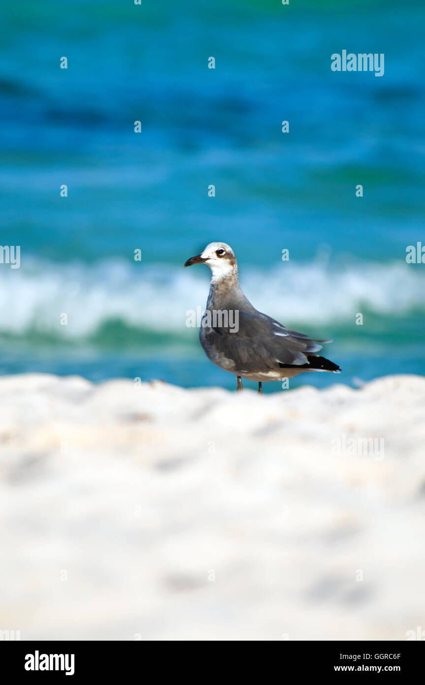 Oiseaux de mer White-Headed Cancun Riviera Maya, le Mexique se distingue par du sable propre lumineux bel océan vagues bleues avant-plan flou Banque D'Images Oiseaux de mer White-Headed Cancun Riviera Maya, le Mexique se distingue par du sable propre lumineux bel océan vagues bleues avant-plan flou Banque D'Images