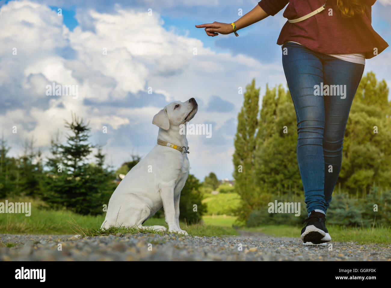 Jeune femme avec un chiot Labrador - l'éducation d'un chien Banque D'Images