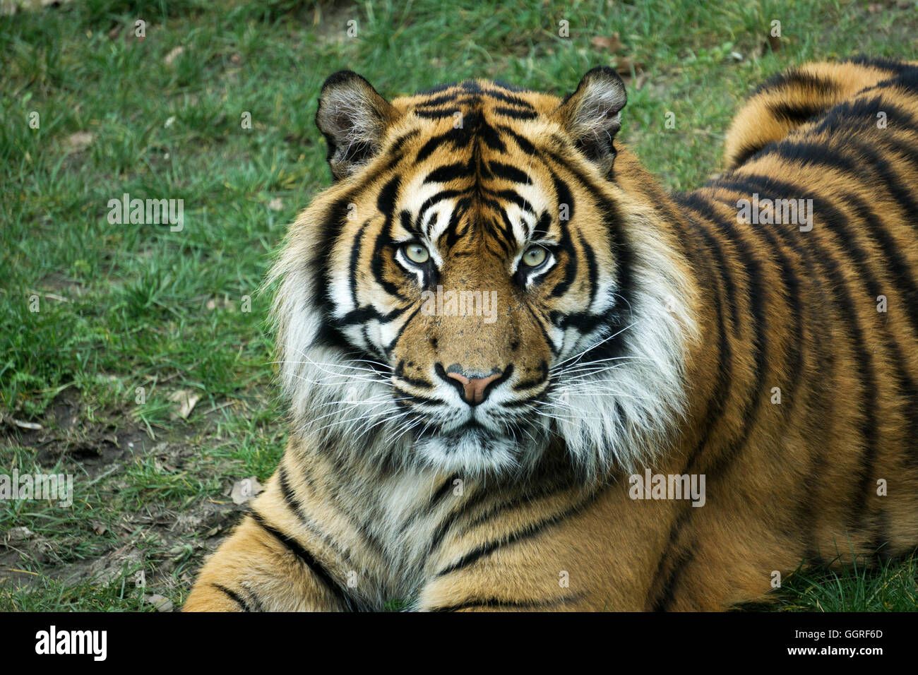 Tigre mâle au coucher du soleil depuis le portrait avec un regard intense Banque D'Images