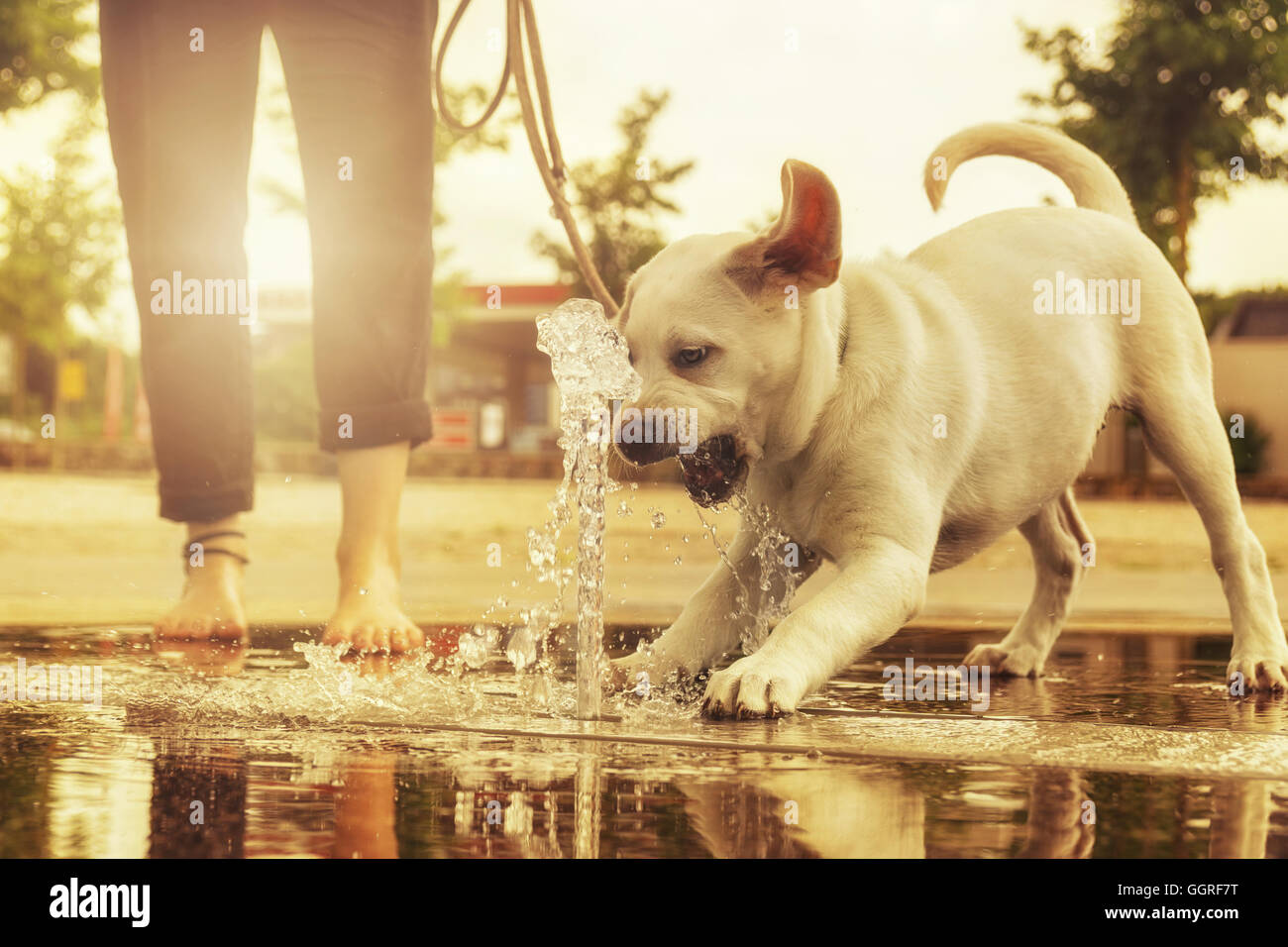 Chiot Labrador joue comme un chien adulte à une fontaine d'eau au coucher du soleil Banque D'Images