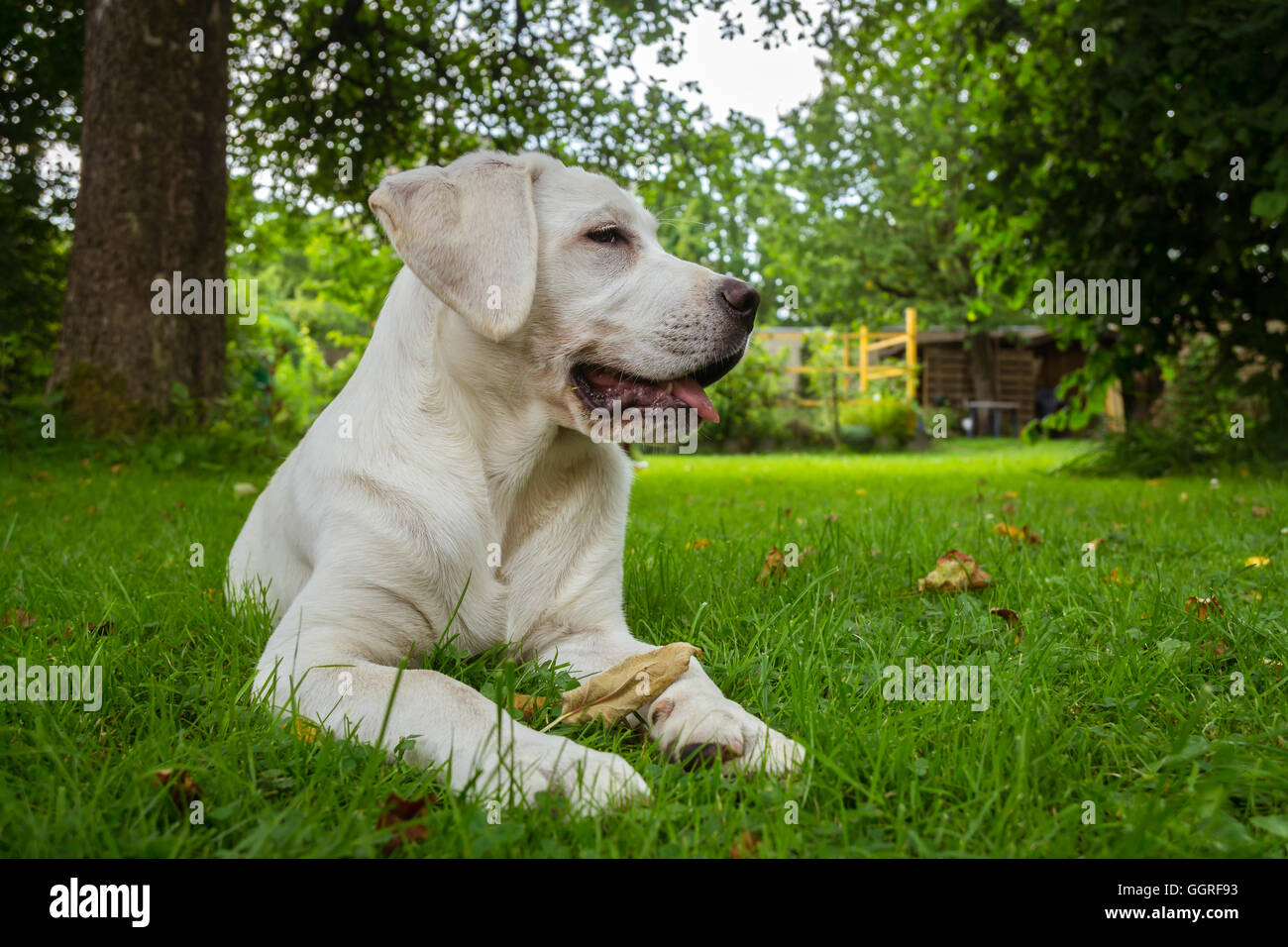 Sweet cute labrador chiot chien couché sur un pré vert et à la belle Banque D'Images