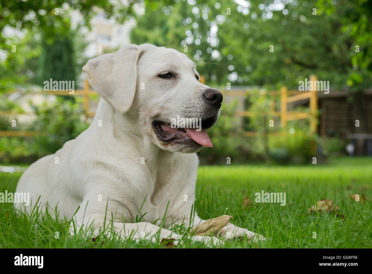 Sweet cute labrador chiot chien couché sur un pré vert avec sa langue hanging out Banque D'Images