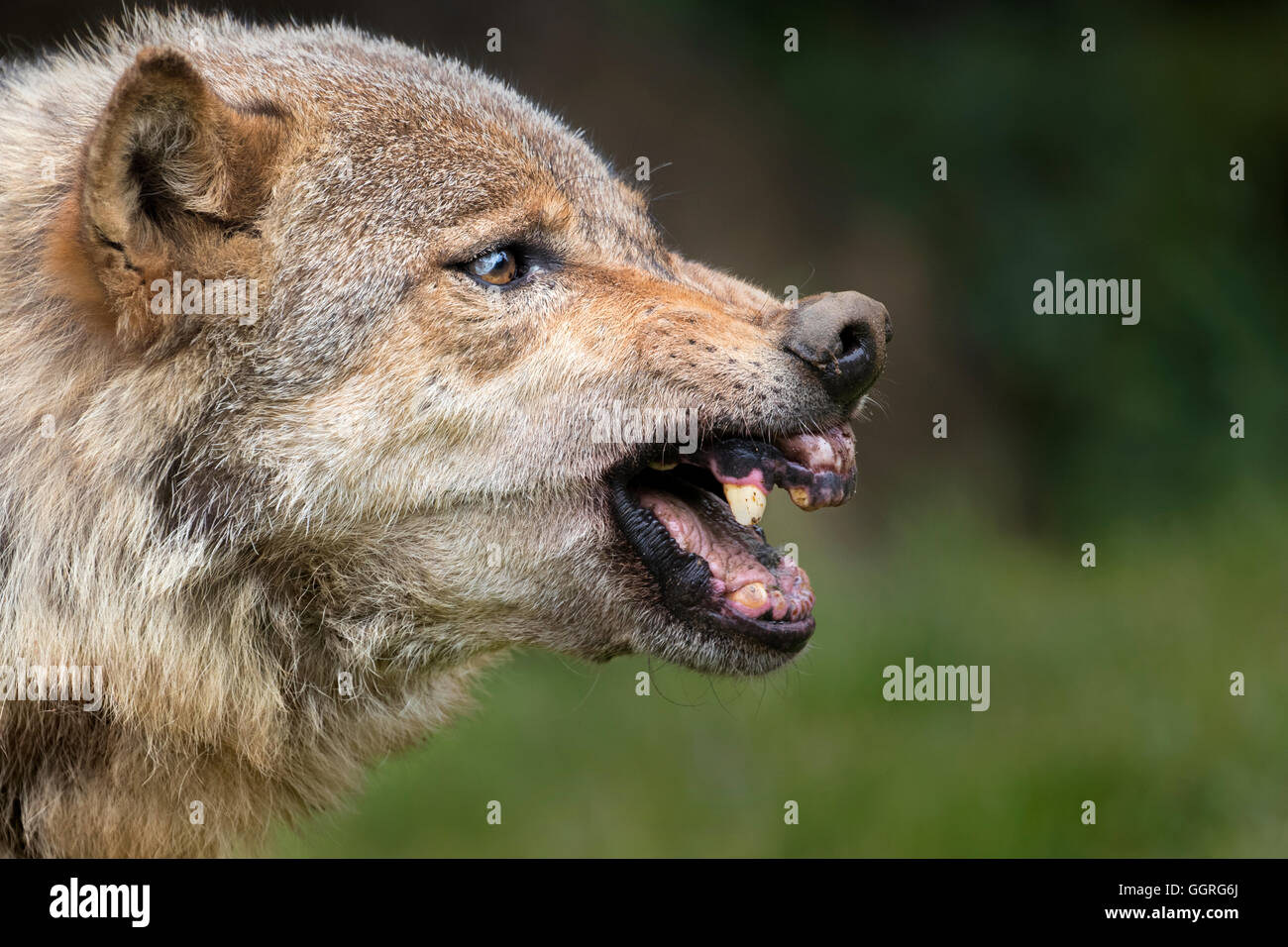Loup gris rugissants Photo Stock Alamy