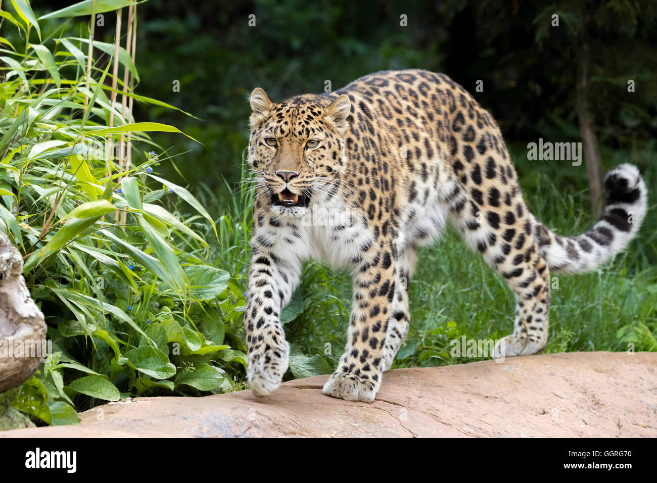 Amur Leopard Banque D'Images