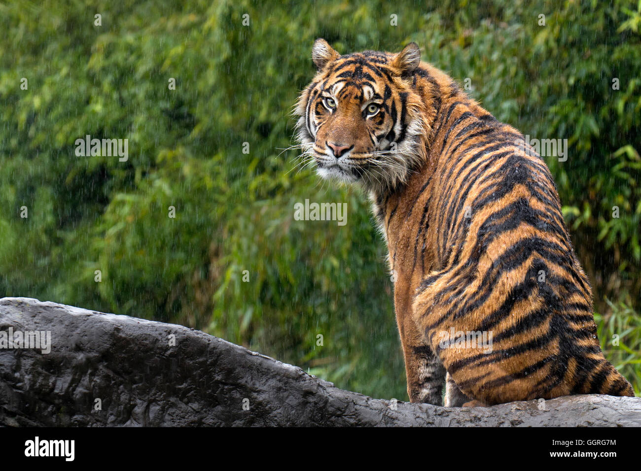 Tigre de Sumatra dans la pluie Banque D'Images