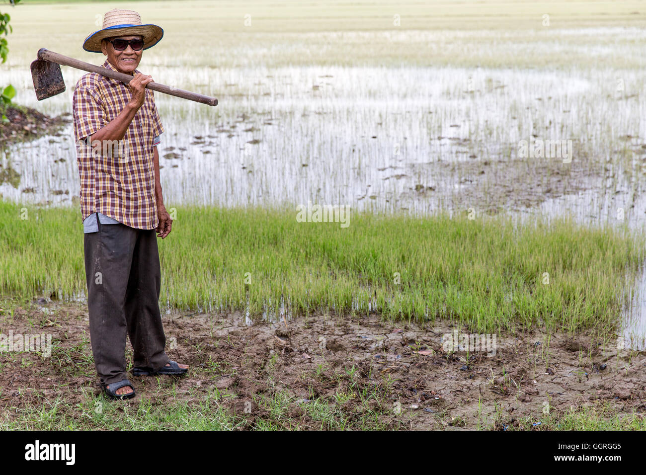 Personnes âgées le riz thaïlandais agriculteur en champ de riz Banque D'Images
