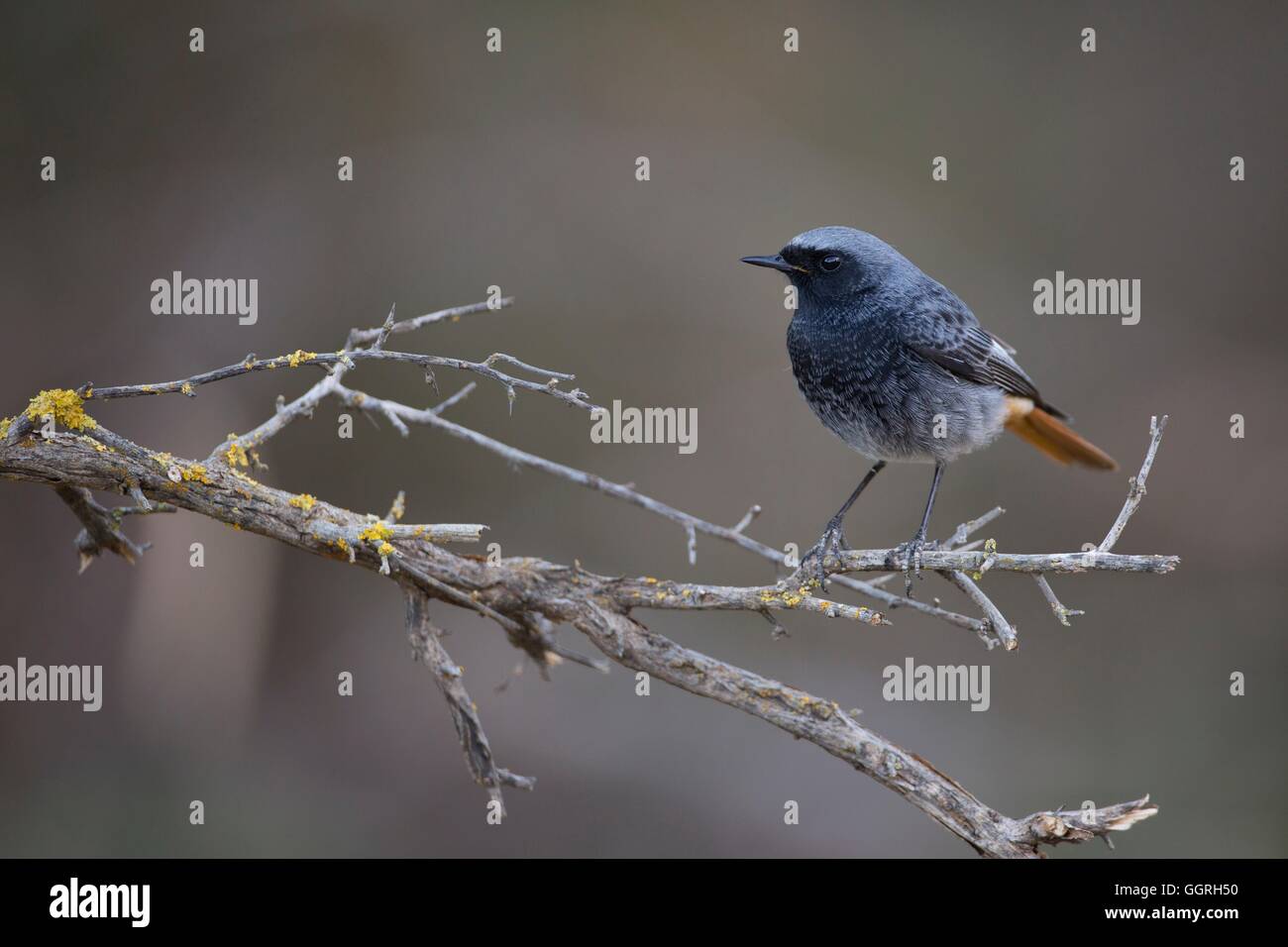 Rougequeue noir (Phoenicurus ochruros) perché sur une branche, Israël en Janvier Banque D'Images