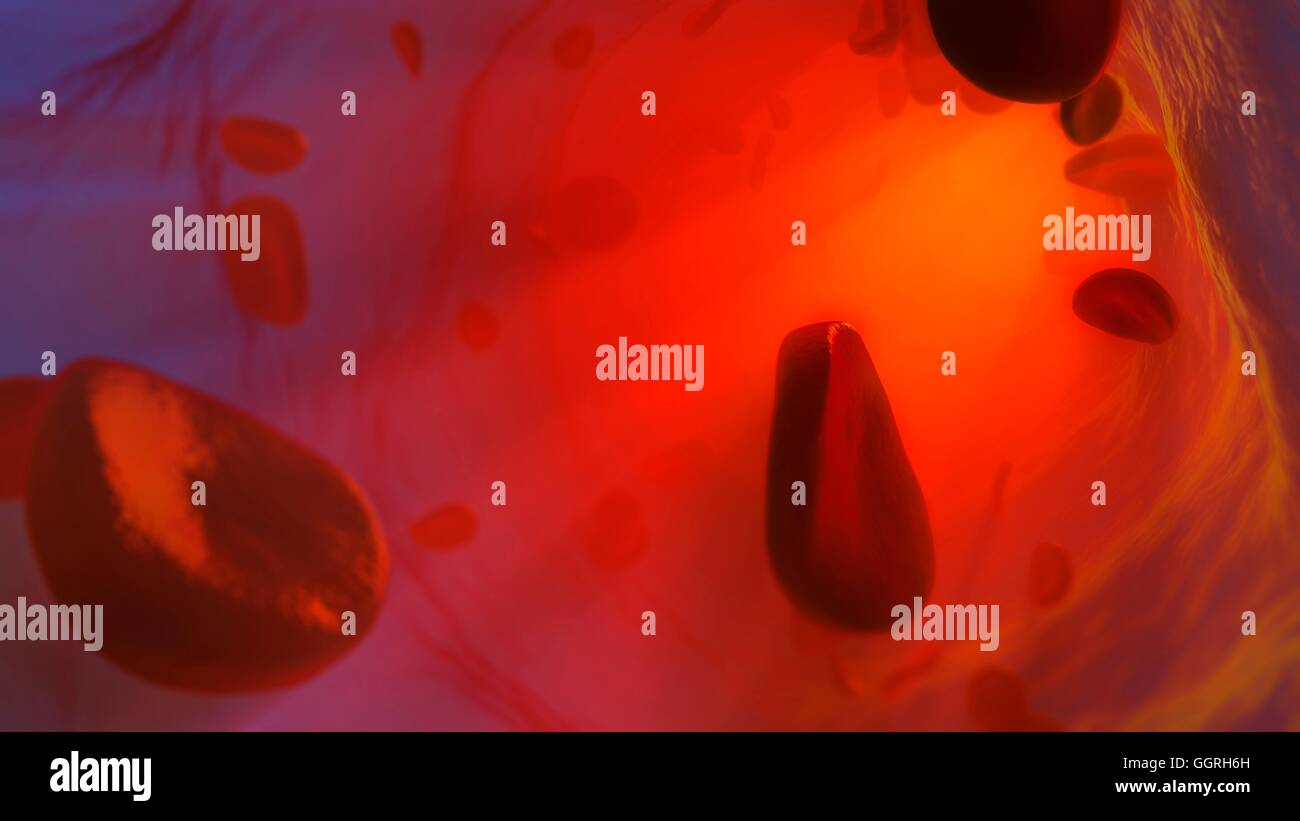 Illustration des globules rouges circulant à l'intérieur d'une artère ou veine. Les globules rouges sont en forme de disque biconcave, cellules qui transportent l'oxygène des poumons vers les cellules du corps. Ils circulent dans le sang et aussi exporter le gaz carbonique aux poumons pour l'expiration. Banque D'Images